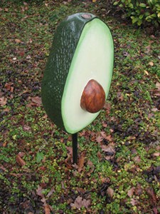 Avocado 20070105.jpg