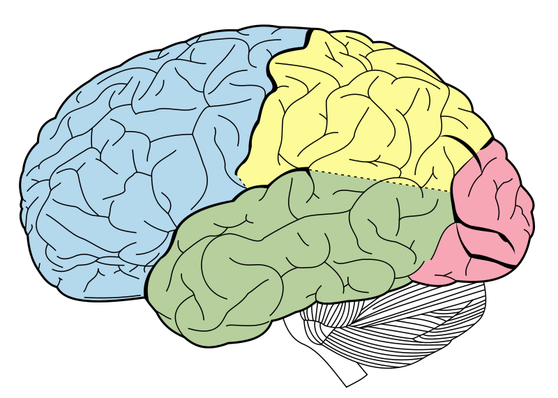 afbeelding Wikipedia De hersenkwabben van de grote hersenen: frontale kwab (blauw), pariëtale kwab (geel), temporale kwab (groen) en occipitale kwab (roze). Onder de grote hersenen zijn de kleine hersenen te zien (zwart-wit)