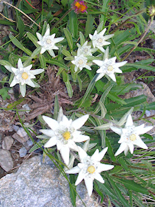 Leontopodium Alpinum.jpg