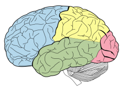 afbeelding Wikipedia  De hersenkwabben van de grote hersenen: frontale kwab (blauw), pariëtale kwab (geel), temporale kwab (groen) en occipitale kwab (roze). Onder de grote hersenen zijn de kleine hersenen te zien (zwart-wit)