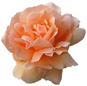 Rosa indian summer .png